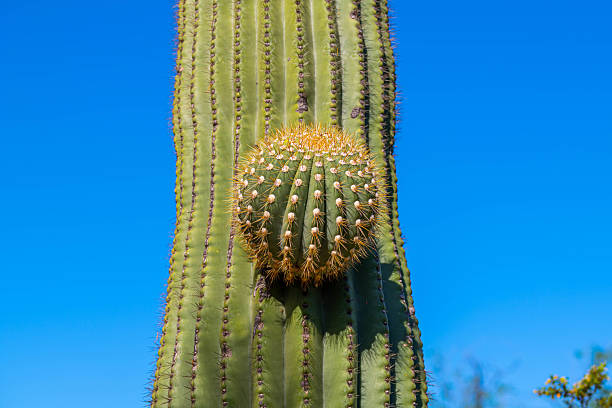 istock A long slender Saguaro Cactus in Tucson, Arizona 2225291885