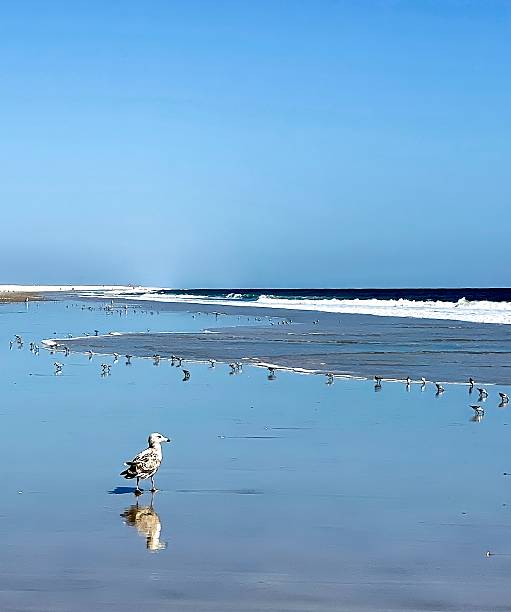 istock Beautiful blue sunny day at the beach, with a seagull and plovers 2225294801