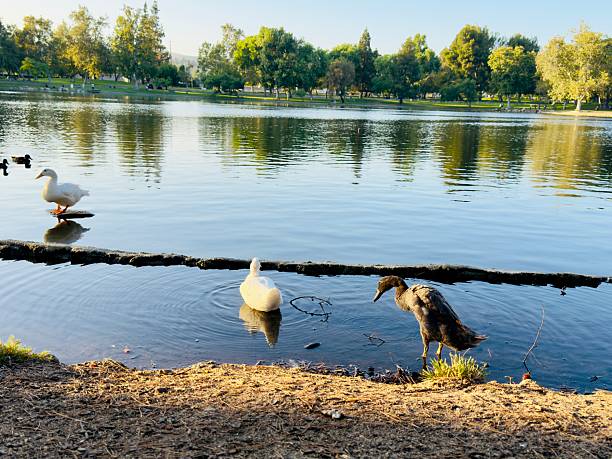 istock Ducks Swimming at the Lake 2225296598