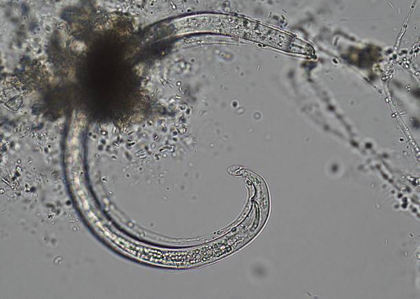 istock soil microorganisms under a microscope including amoeba, flagellates, nematodes, fungi, bacteria 2225301199