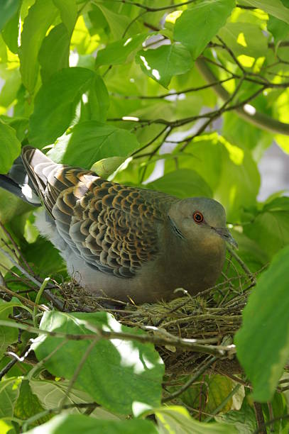 Young pigeon birds and mother are sitting in a bird nest