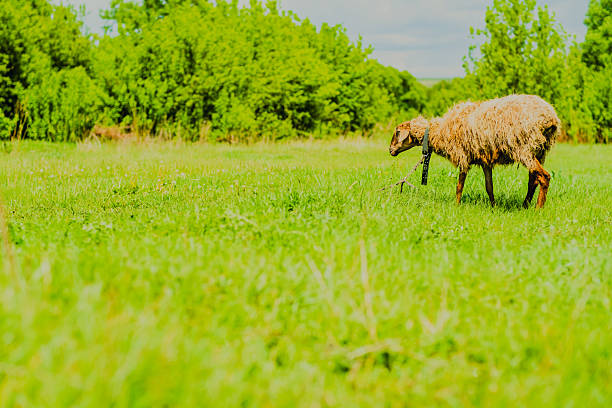 A fluffy sheep is grazing on lush green grass in an open pasture surrounded by trees The animal wears a collar and enjoys the serenity of the rural landscape on a sunny day.