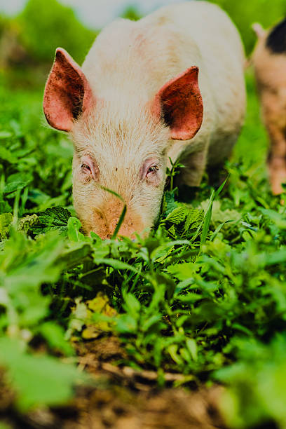 istock Happy Pig Exploring a Green Pasture Under Bright Daylight With Trees in the Background 2225305198