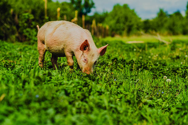 Organic pigs in Denmark during springtime. They eat, play, and enjoy life in the green landscapes and by their houses in the open air