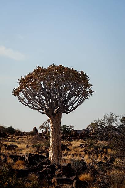 istock Quiver tree in Namibian desert landscape. 2225305391