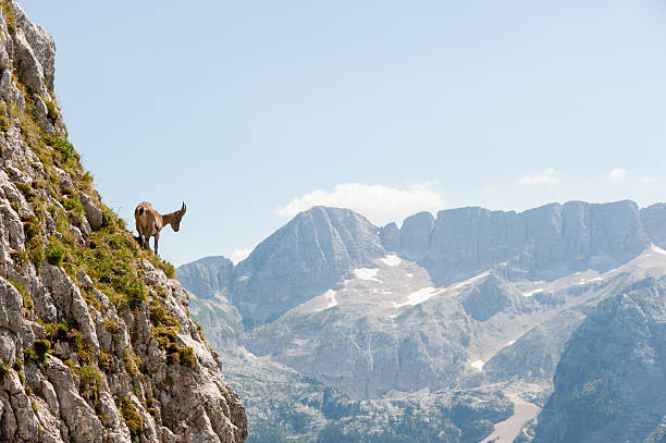 Ibex on a Cliffside in the Julian Alps