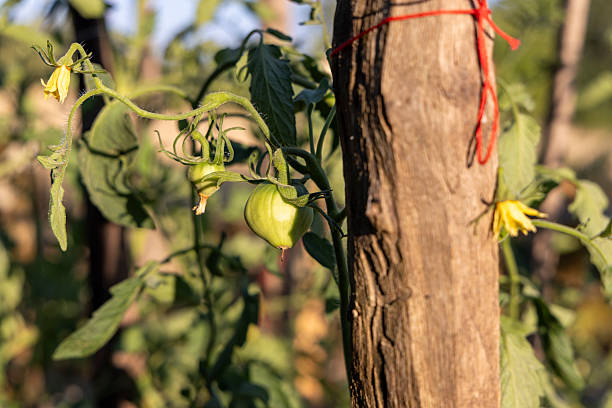 A bunch of green tomatoes hanging from a tree. The tree is surrounded by other trees and plants