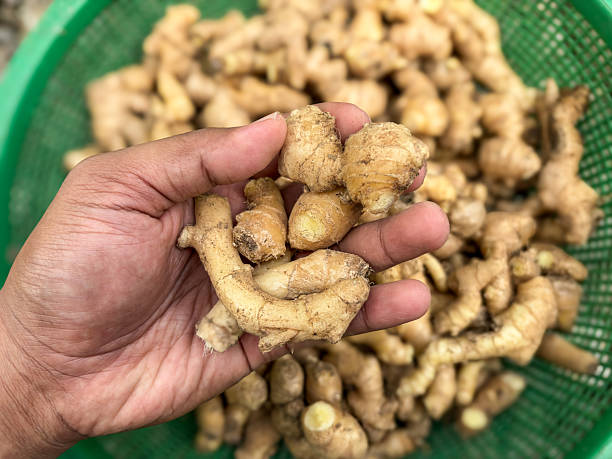 istock Hand Holding Fresh Harvested Ginger Root Over Ginger Pile 2225308212