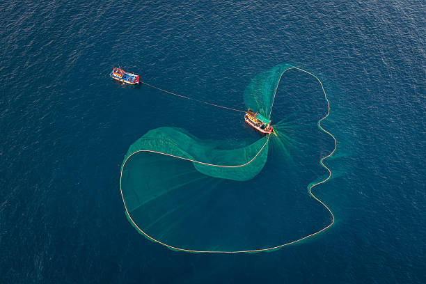 istock Netting anchovies 2225309241