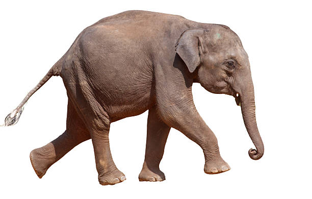 istock A baby elephant is walking on a white background 2225309988