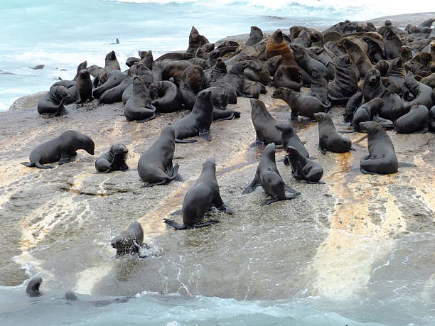 Fur seals haul out on a beach to rest at Walvis Bay Namibia