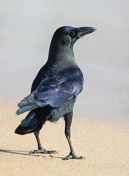 istock A black bird is standing on the sand, looking to the right 2225310197
