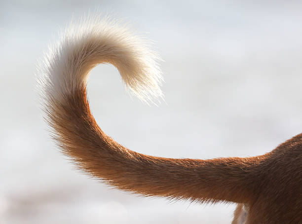 A dog's tail is curled up in a heart shape. The tail is brown and white, and it is curled up in a way that makes it look like a heart