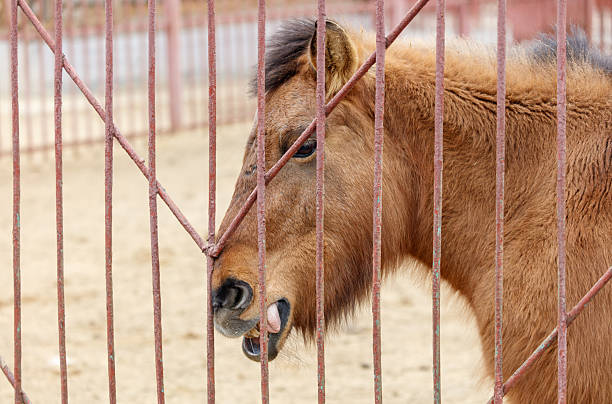 istock A brown horse is looking through a fence 2225310287
