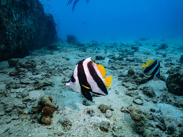 A longfin angelfish swims gracefully across the reef despite having a missing or broken fin. Its streamlined body and vibrant colors contrast with the subtle imperfection, telling a quiet story of survival in the wild. Captured in the tropical waters of Thailand, this image reveals the resilience and beauty of marine life, even in its flawed, raw reality.
