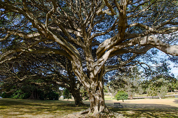 Ancient trees with its distinctive umbrella-shaped crown and park bench at the Centennial Park, Sydney, Australia.