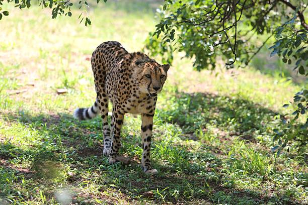istock Wild Cheetah Walking in Natural Habitat Under Tree Shade 2225311193