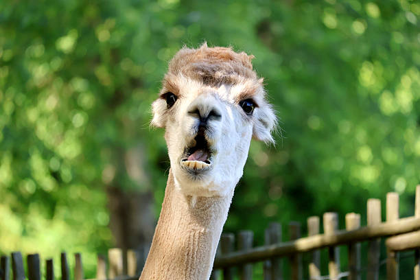 istock A very hilarious looking alpaca 2225311305