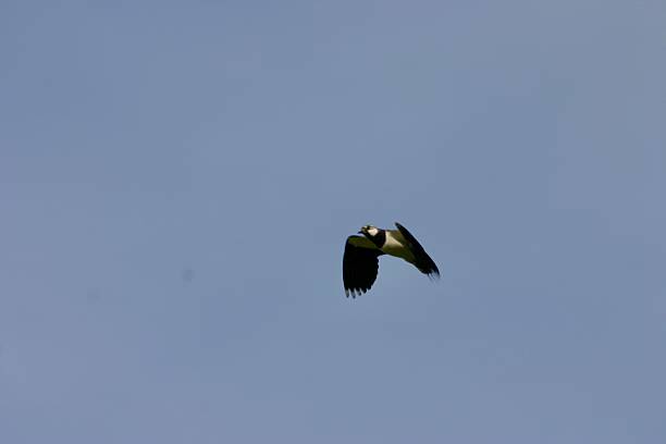 istock A Northern Lapwing (Vanellus vanellus) captured mid-flight against a clear blue sky. Its striking black and white plumage, broad rounded wings, and distinctive crest are clearly visible in this serene moment. 2225311562