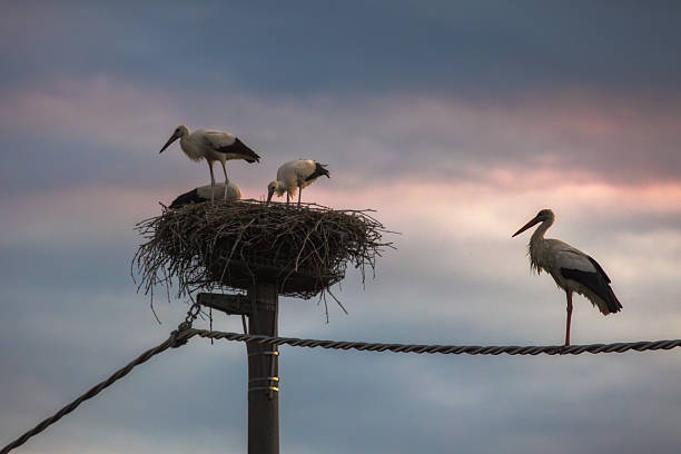 istock Nest of the Sky 2225313321