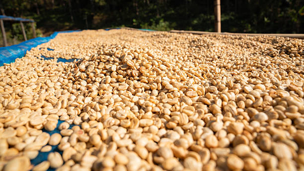 Close-up of coffee beans drying in preparation for processing.