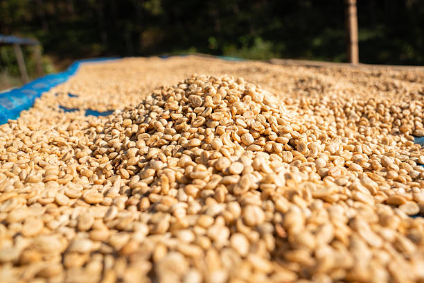 istock Close-up of coffee beans drying in preparation for processing. 2225313721