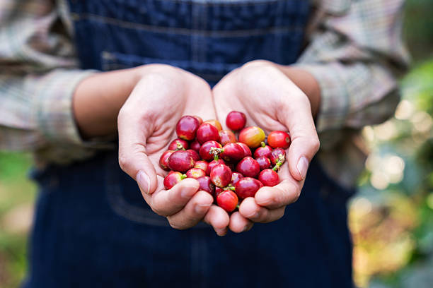 Close-up of a hand holding freshly picked coffee cherries, showcasing their ripeness and vibrant color.