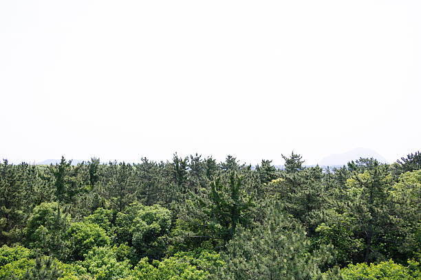 Green mountains and forests
