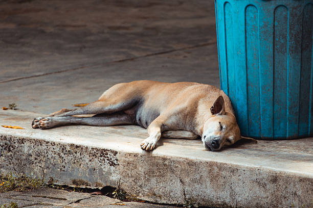 istock Street Dog Sleeping Peacefully Beside Blue Trash Bin 2225315563