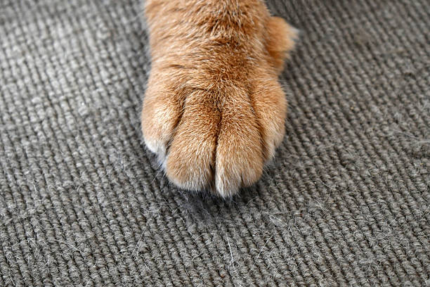 istock Cat paws on rug or carpet with cat scratches. 2225319650