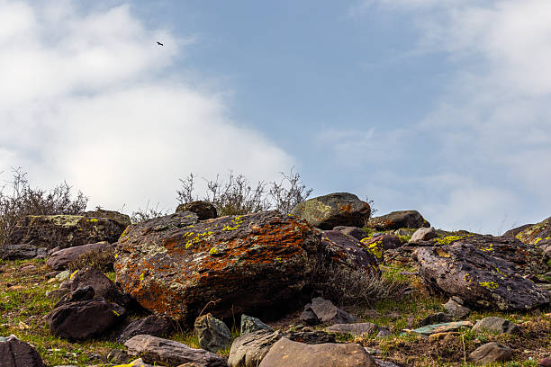 A bird gracefully flies above a peaceful hillside scattered with rocks. The tranquil natural environment evokes a sense of calm and serenity during the daytime.