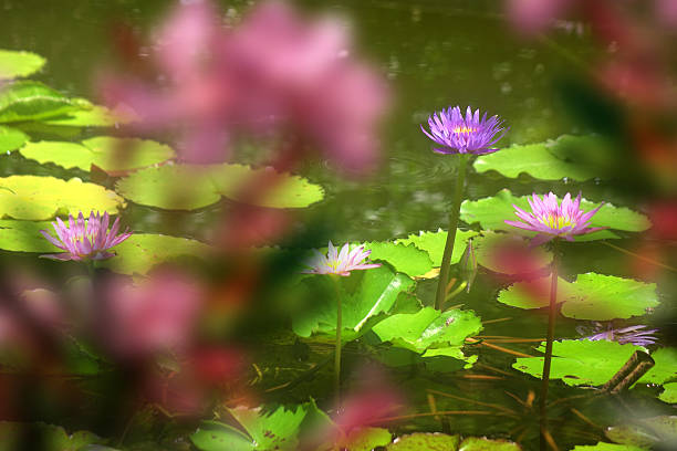 Close up water lily flowers in Koh Lipe, Thailand