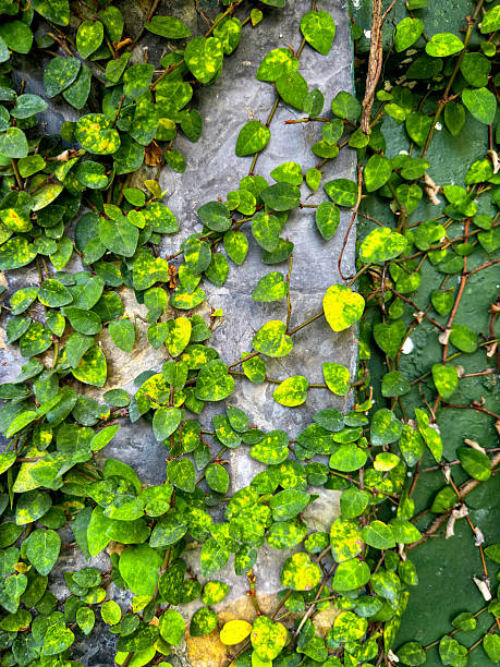 istock Close up ivy leaf covered stone wall background 2225320243