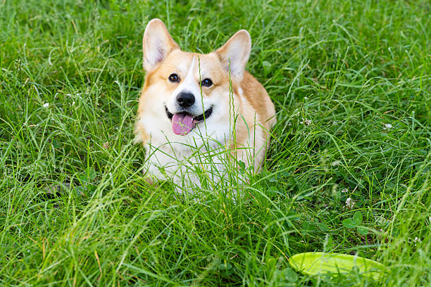 istock Pembroke Corgi on a walk 2225323404