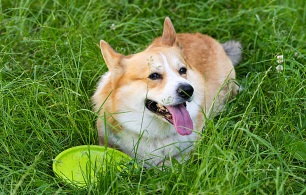 istock Pembroke Corgi on a walk 2225323571