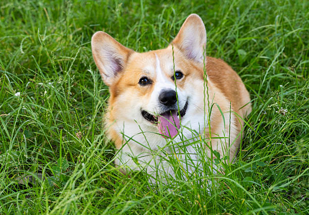 istock Pembroke Corgi on a walk 2225323581
