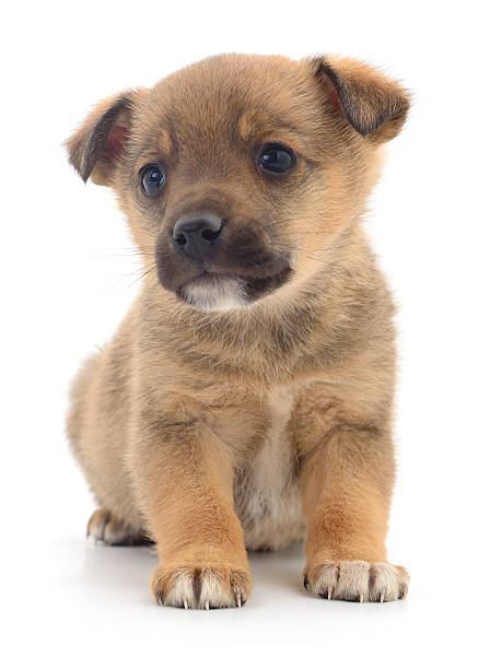 Cute Brown Puppy Resting Head on Wooden Floor, domestic pets, loyalty, adoption, home life, and emotional connection.