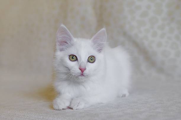 istock Adorable White Kitten with Green Eyes Posing on Cream Soft Sofa. Perfect for Pet Lovers. 2225324287
