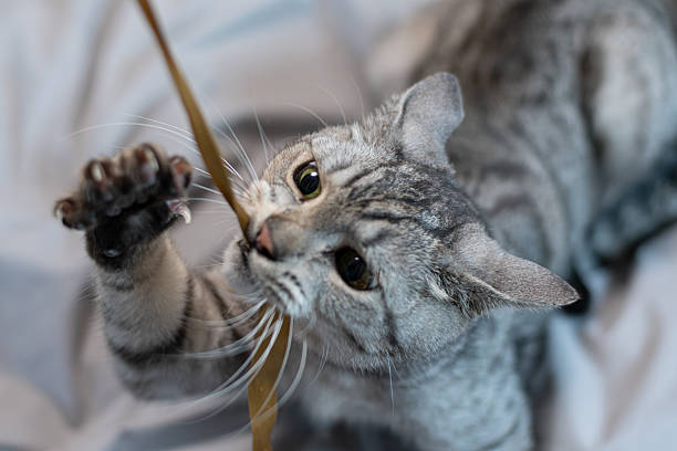 istock Cute cat playing with a toy 2225324473