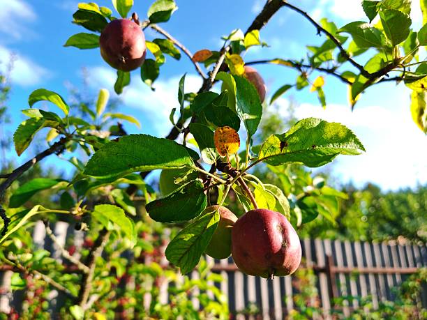 Red apples on a tree. Apple orchard. red apples on a tree in the garden. Organic fruits.