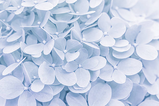 Hydrangea,Dusty color, light