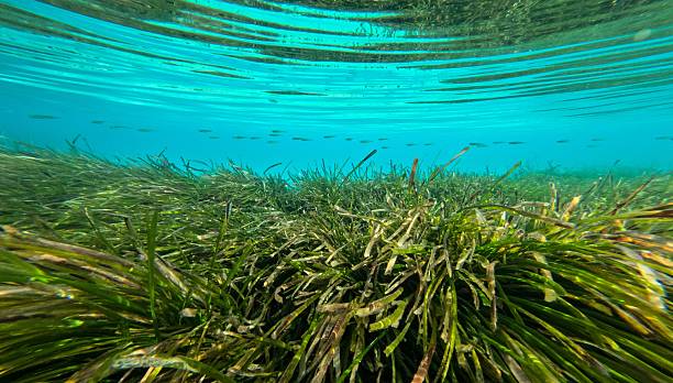 istock Underwater Seagrass Ecosystem with Crystal Clear Water 2225325048