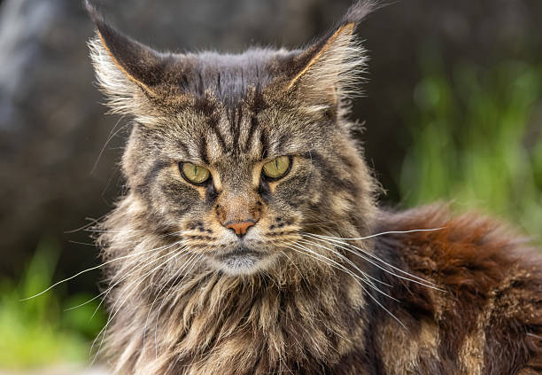 Portrait of a marble-colored Maine Coon