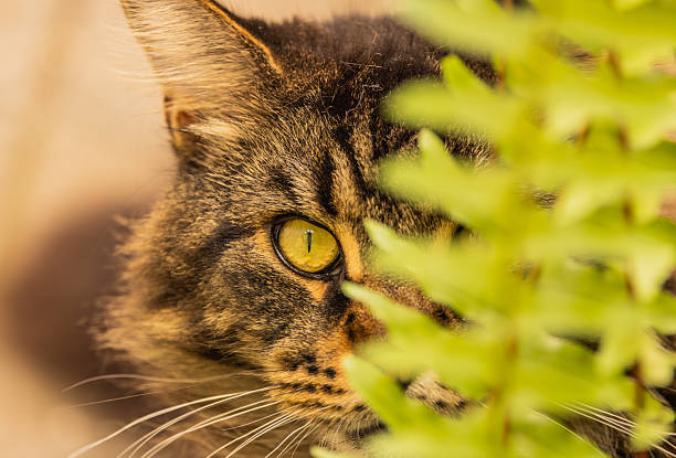 Portrait of a marble-colored Maine Coon