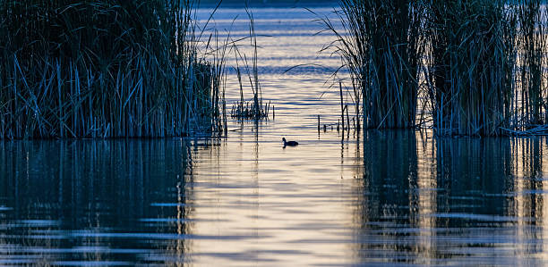 istock Great crested grebe floating in the lake 2225326043