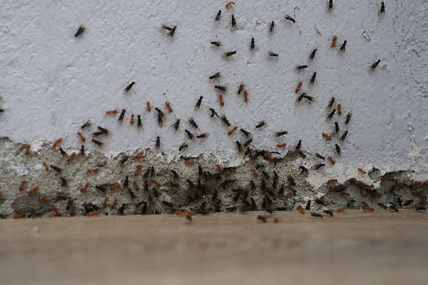 istock Ants are infesting a specific corner of both a wall and the adjacent floor area 2225327154
