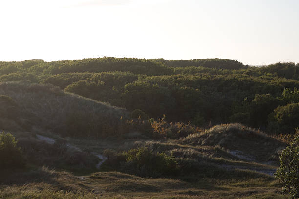 Coastal Dunes Covered with Green and Dry Grass in the Sunset Rays