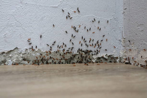 istock Insect Infestation Problem at Home Ants Invade Walls, Floors, and Living Spaces Indefinitely 2225327239