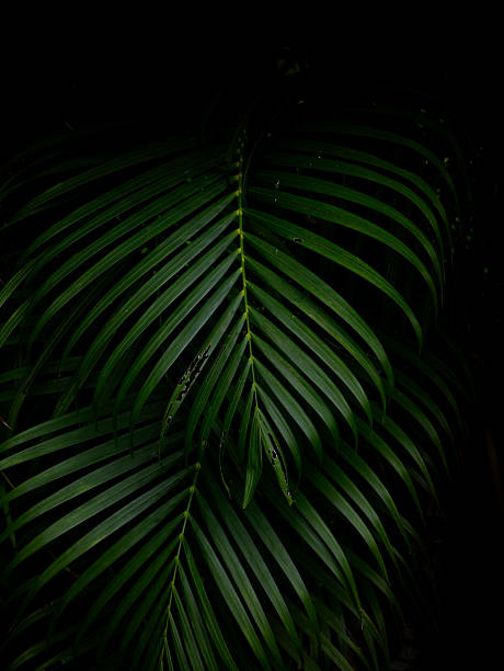 istock Tropical palm leaves green nature view decoration background texture. 2225327276