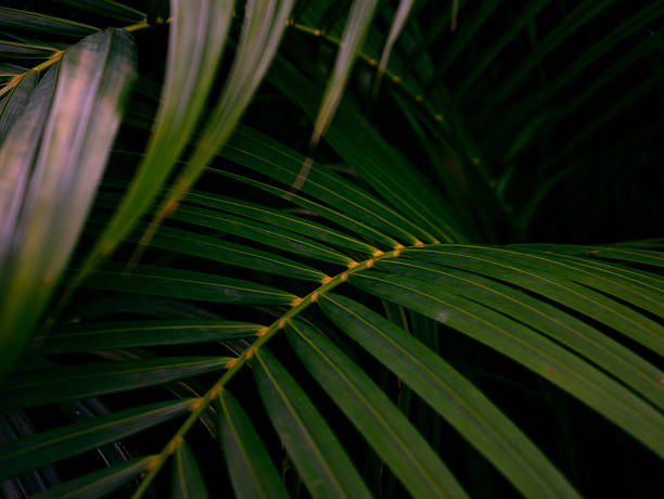 istock Tropical palm leaves green nature view decoration background texture. 2225327277